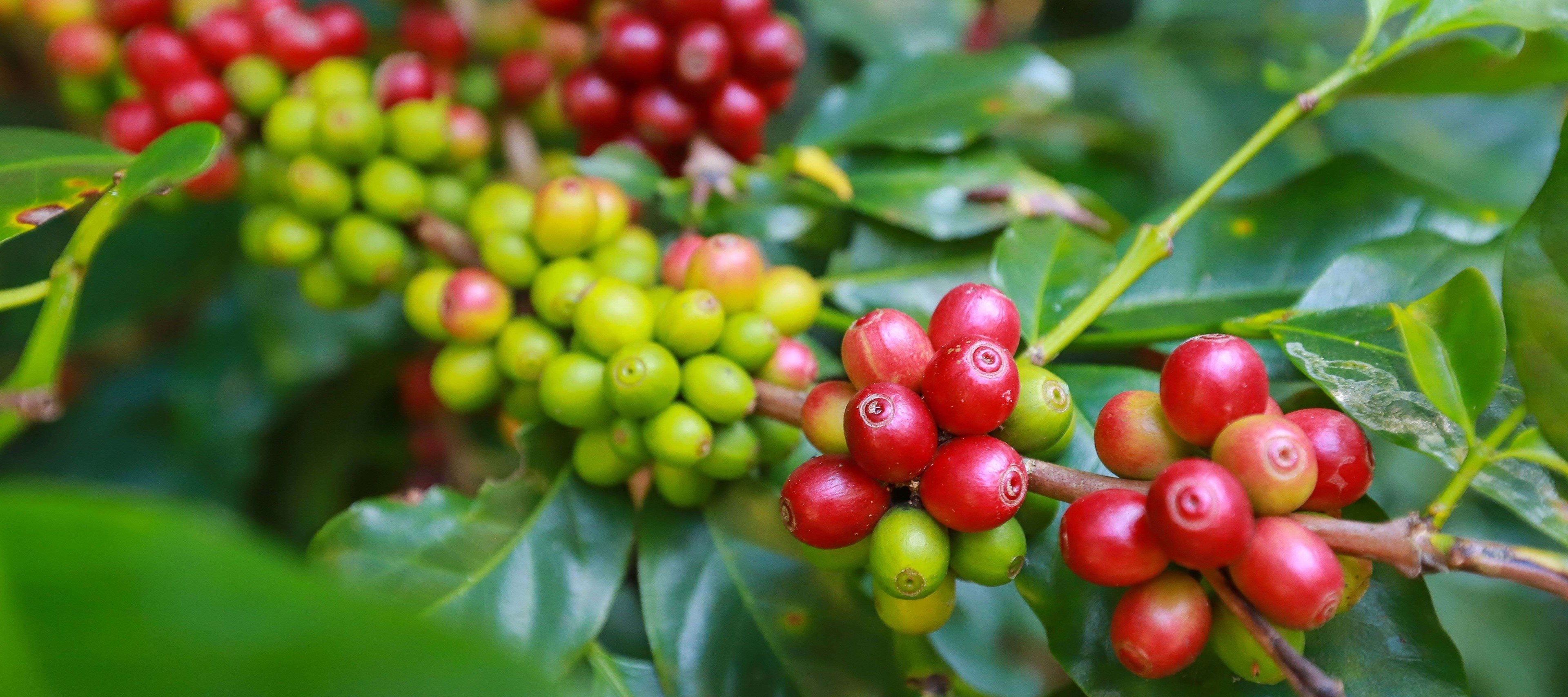 Coffee Crop Update A Change Of Heart January 2024 Coffee Market   Coffee Report 2024 W 